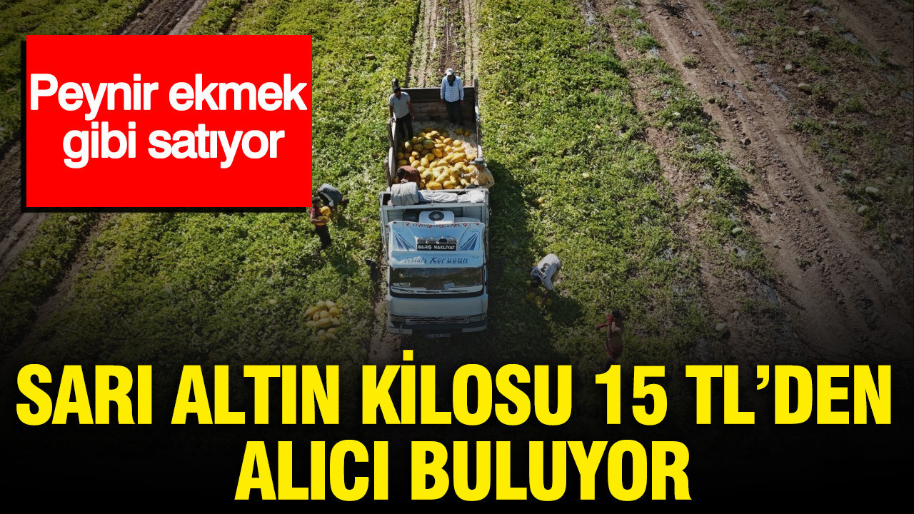 Sarı altın kilosu 15 TL’den alıcı buluyor: Peynir ekmek gibi satıyor