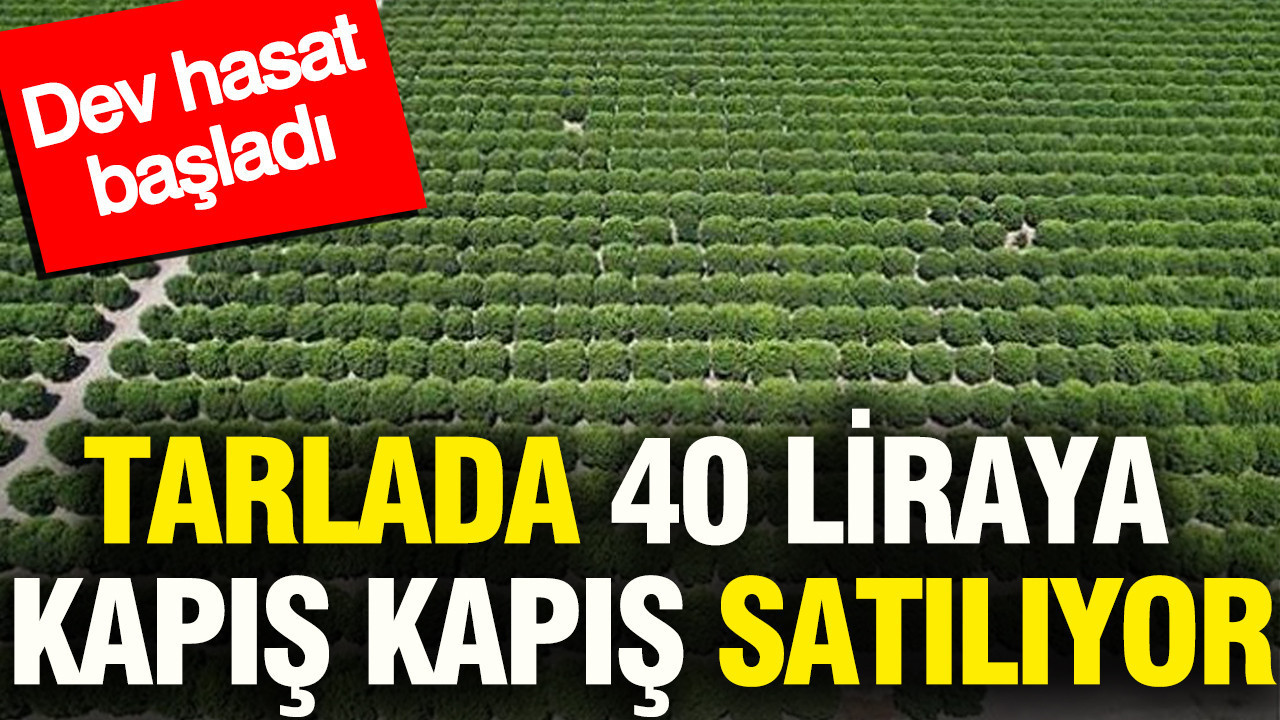 Tarlada 40 liraya kapış kapış satılıyor: Dev hasat başladı