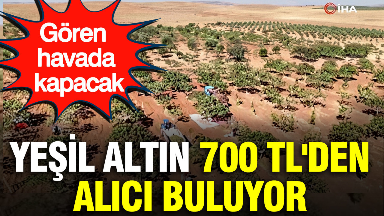 Yeşil altın 700 TL'den alıcı buluyor: Gören havada kapacak