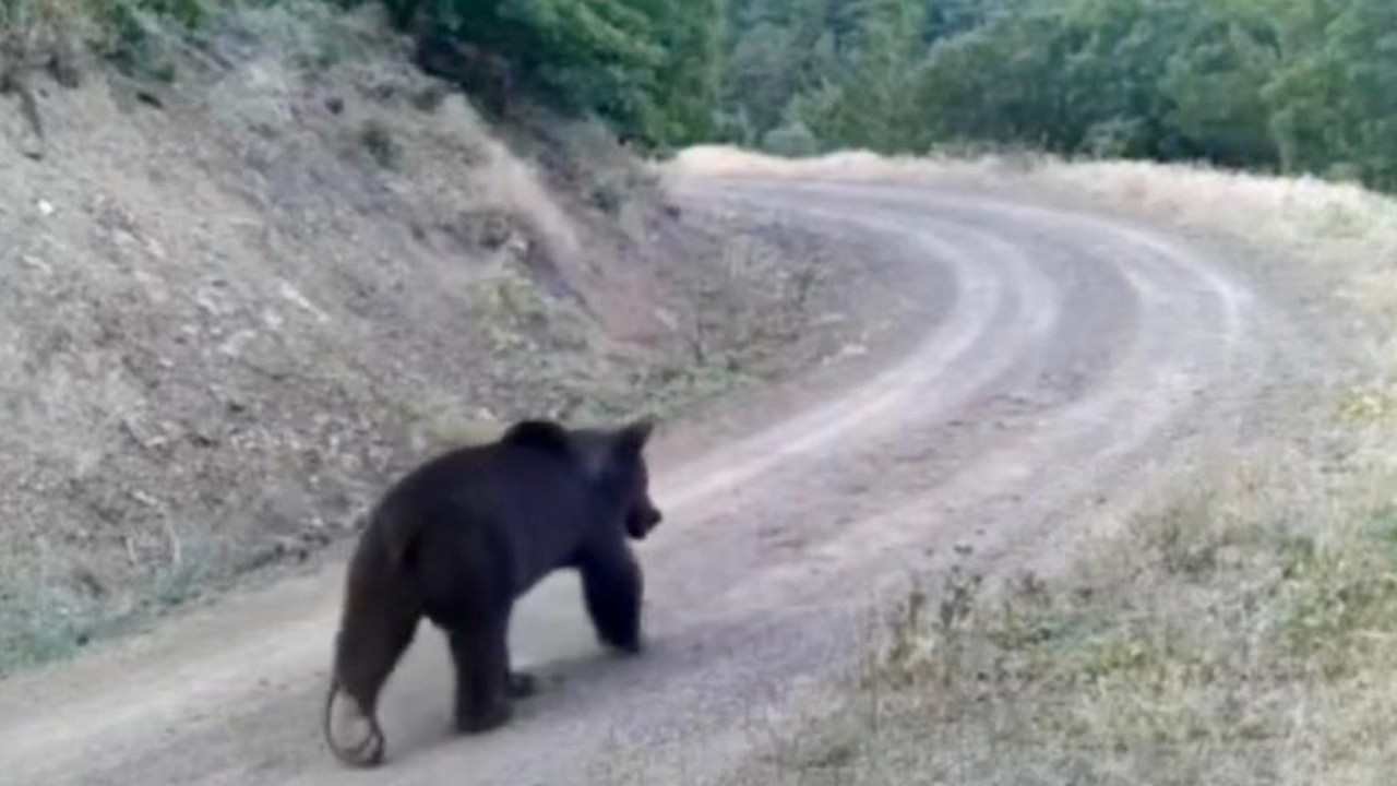 Çankırı'da yiyecek arayan ayı fotokapana yakalandı