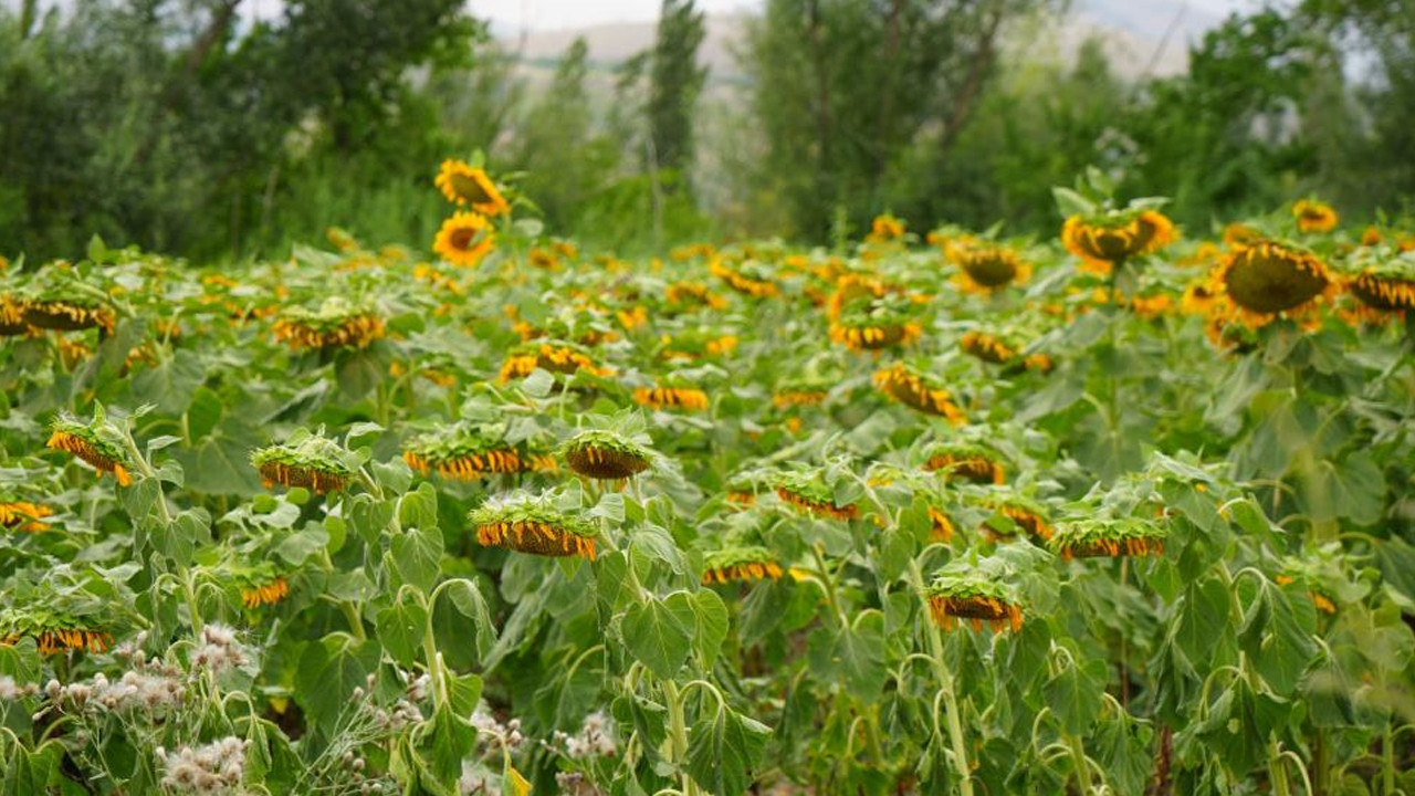 Erzincan'da ayçiçeği tarlaları sarıya büründü: Görsel şölen sunuyor