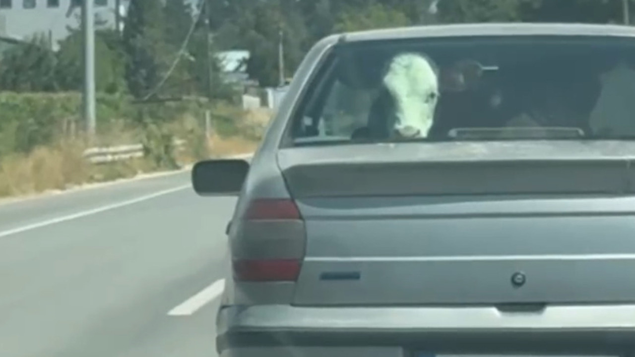Otomobilde sıra dışı yolcu: Görenler bu yolculuyu konuşuyor