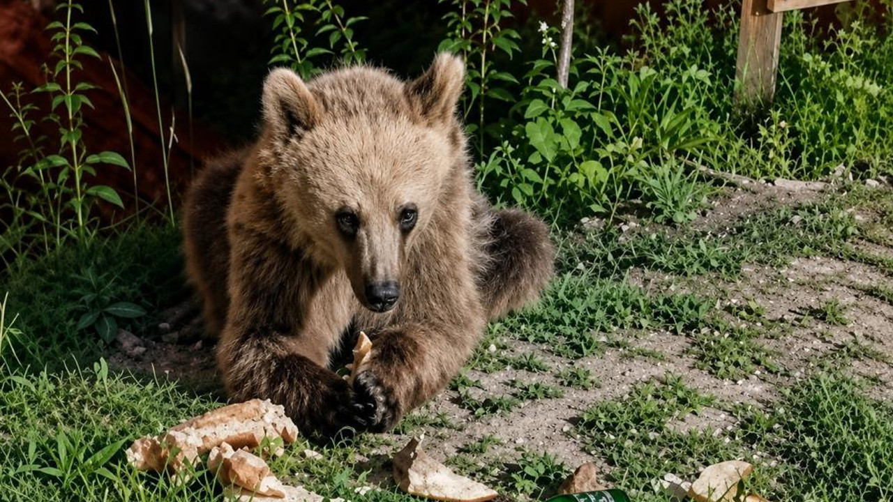 Refahiye’de bozayı piknik alanına indi