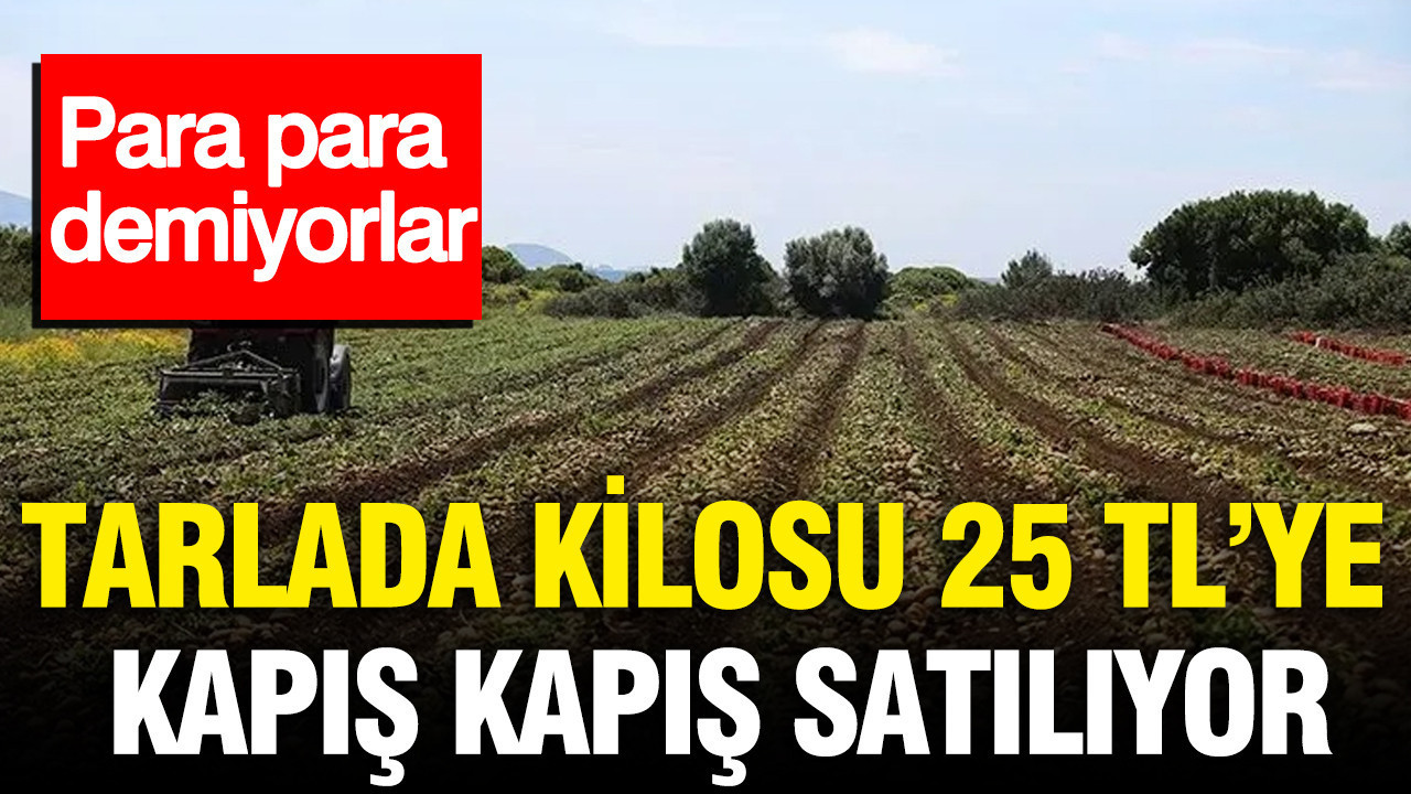 Tarlada kilosu 25 TL'ye kapış kapış satılıyor: Para para demiyorlar