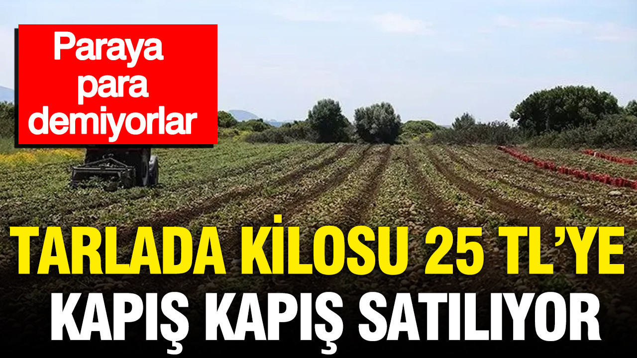 Tarlada kilosu 25 TL'ye kapış kapış satılıyor: Paraya para demiyorlar