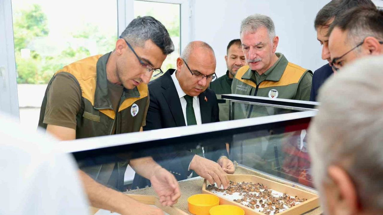 TMO Giresun'da fındık alımına başladı: İşte 2026 fiyatları