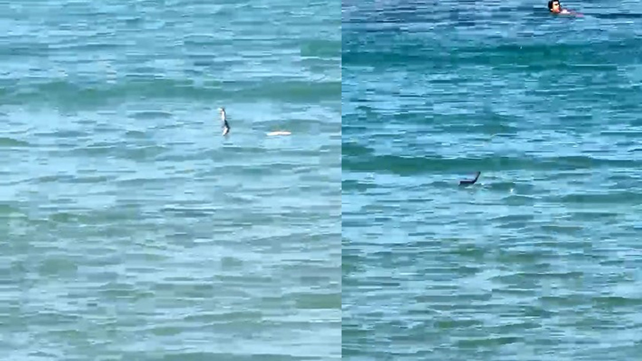 Çeşme Dalyan Sahili’nde denize giren tatilcilerin yanından yılan geçti