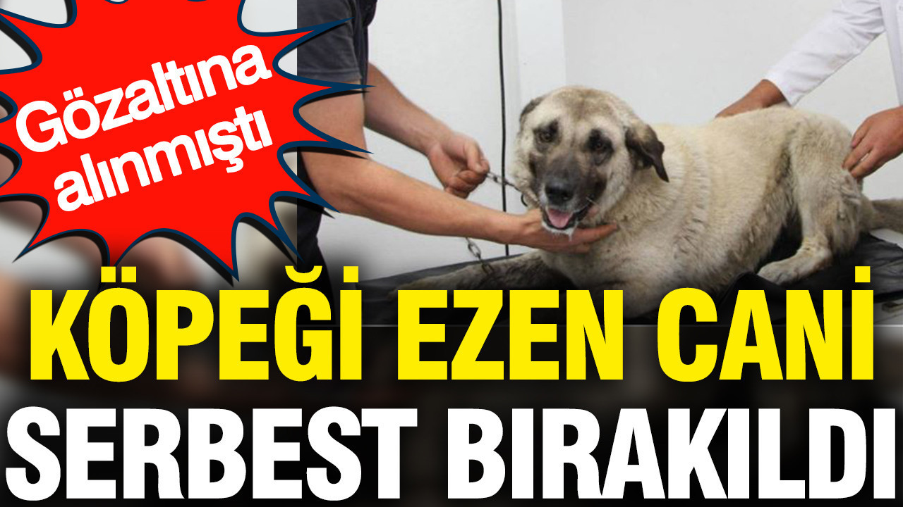 Giresun'da köpeği ezen sürücü serbest bırakıldı: Gözaltına alınmıştı