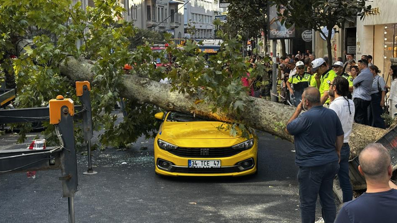 İstanbul Şişli'de çınar ağacı araçların üstüne devrildi: Teşvikiye Caddesi trafiğe kapatıldı