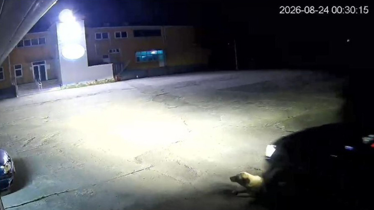 Otomobiliyle yolda yatan köpeği ezdi