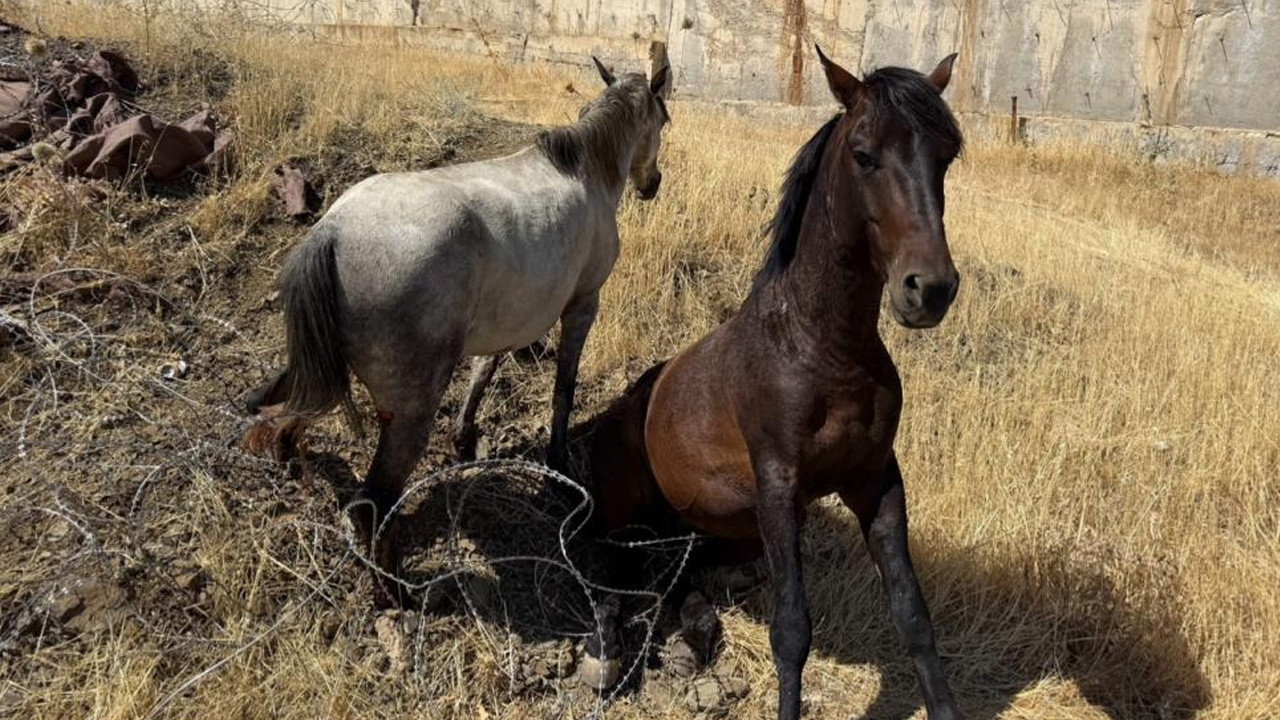 Hakkari Derecik'te sınırdaki tellere takılan atlar kurtarıldı