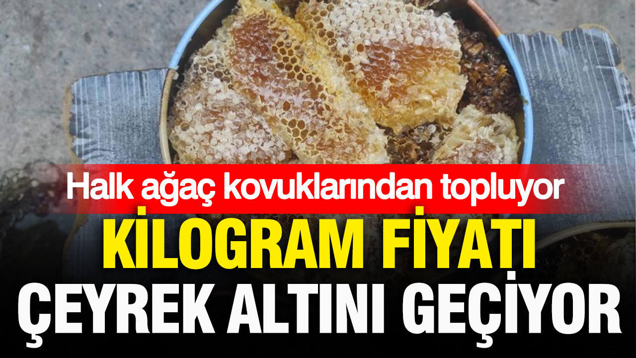 Halk ağaç kovuklarından topluyor: Kilogramı çeyrek altını geçiyor