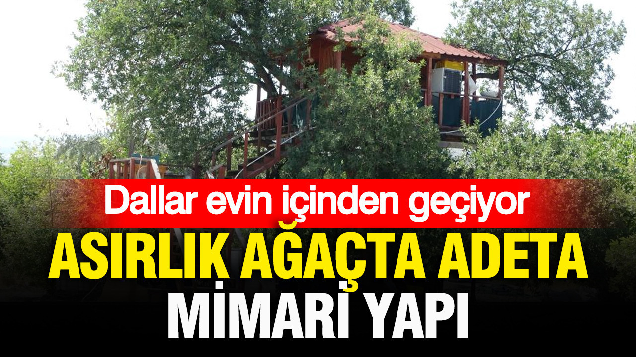 Asırlık ağaçta adeta mimari yapı: Dallar evin içinden geçiyor