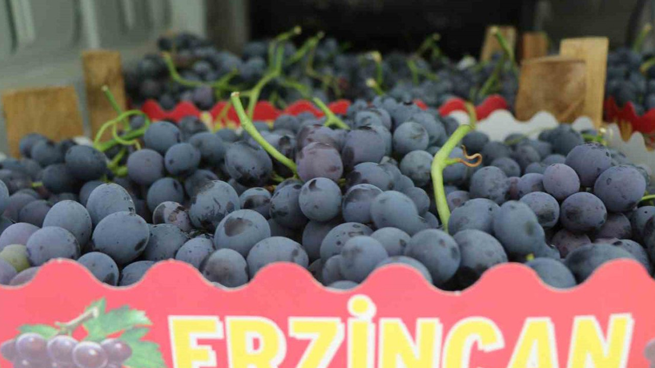 Erzincan’ın tescilli lezzetinde hasat başladı