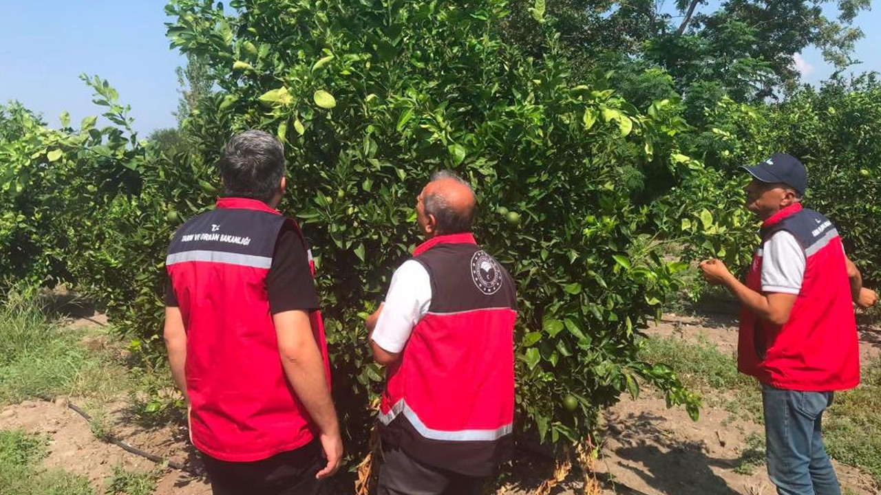 Erzin'de narenciye bahçelerine yakın takip: Saha taraması gerçekleştirildi