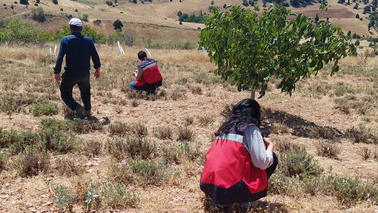 Kütahya Hisarcık’ta organik ada çayı üretim alanlarında denetim yapıldı