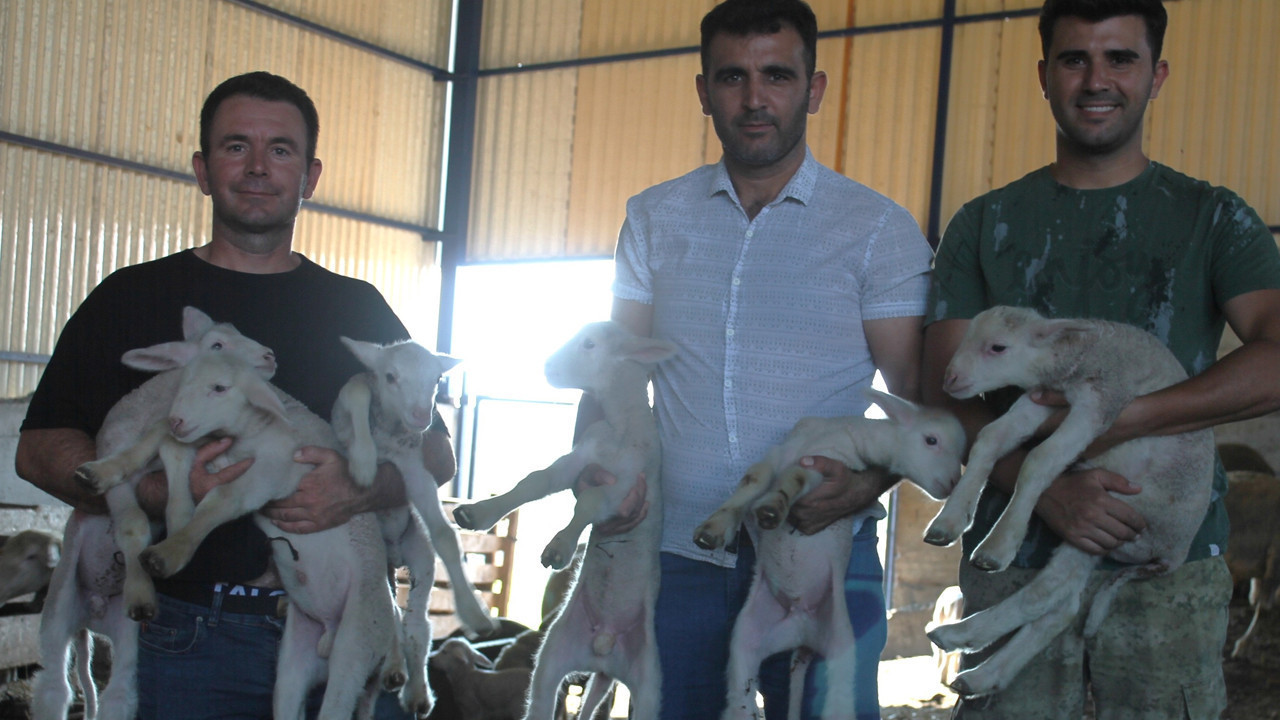 1,1 Milyon TL verip almışlardı: Şampiyon'un yavrularına talep yağıyor