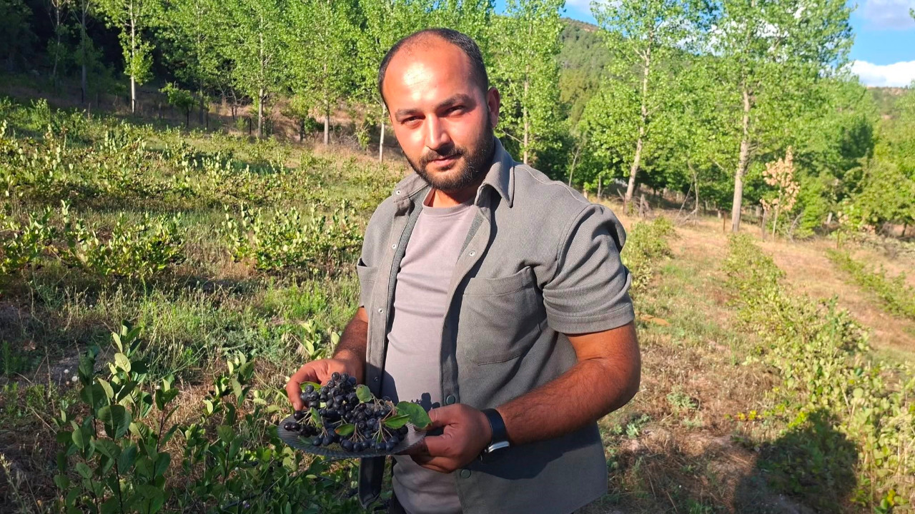 7 dönümlük alandan 400 bin lira kazanç bekliyor: Hasat başladı