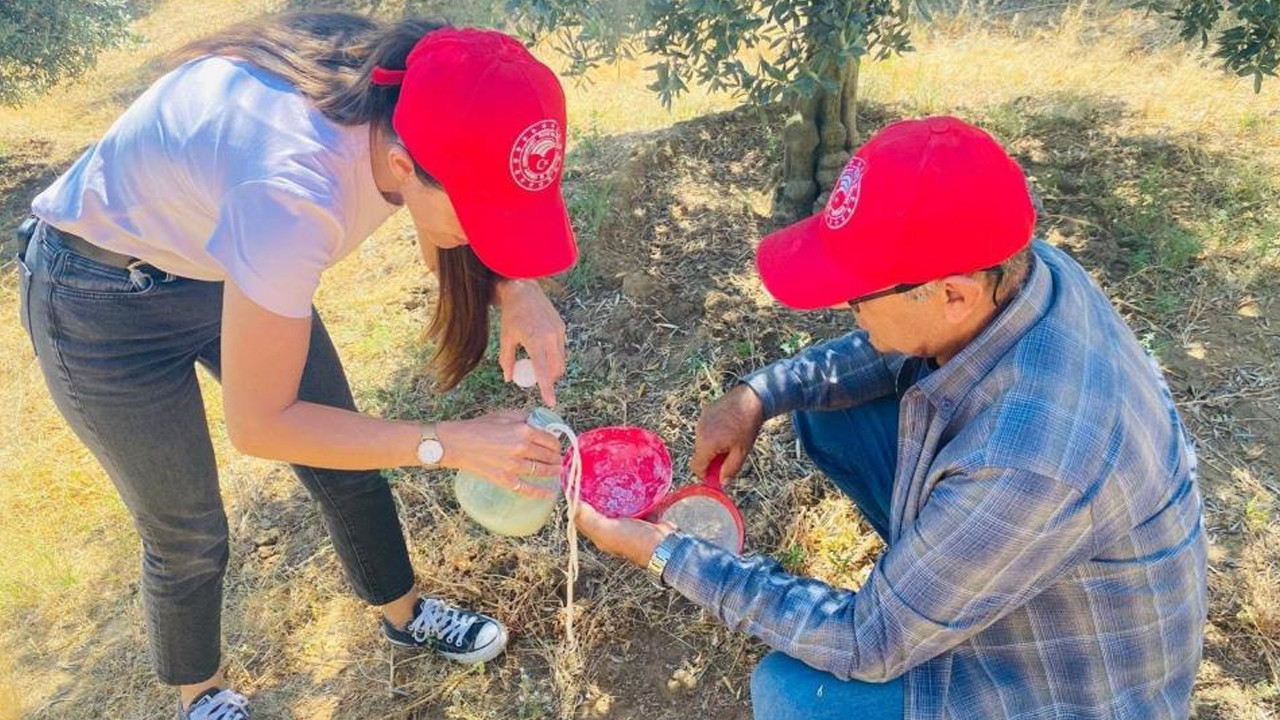 Manisa Salihli'de zeytin üreticilerine zeytin sineği ilaçlama uyarısı