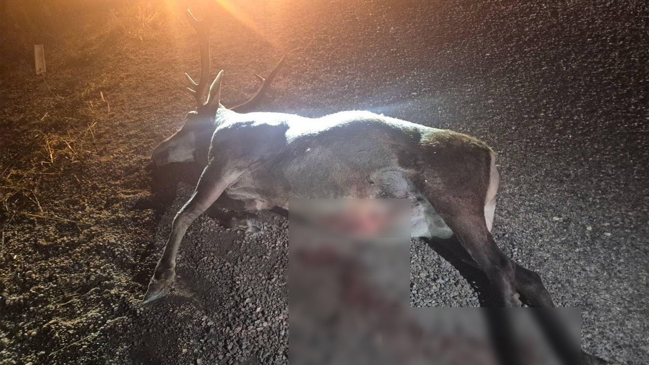 Bozüyük’te otomobil yola çıkan geyiğe çarptı