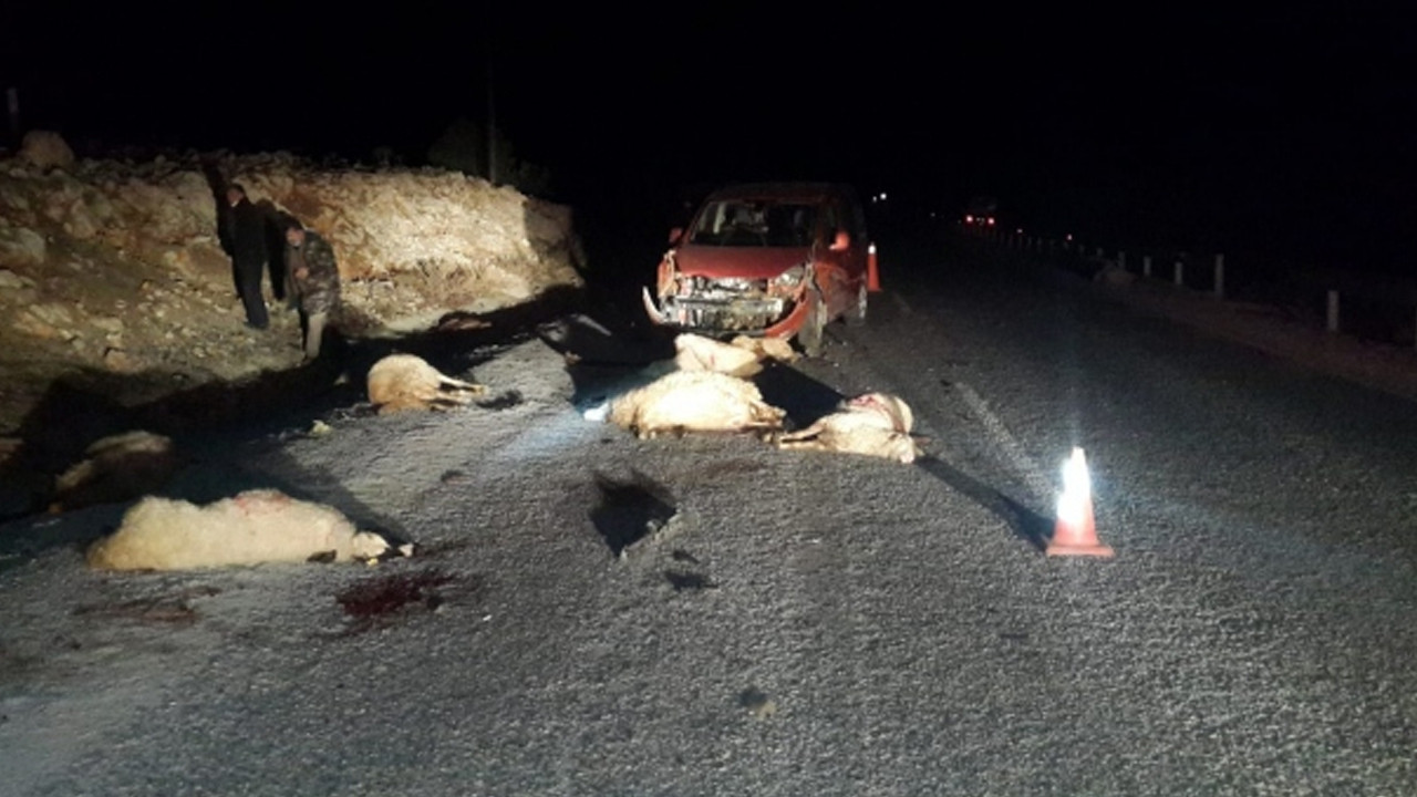 Şanlıurfa'da otomobilin çarptığı 18 koyun telef oldu