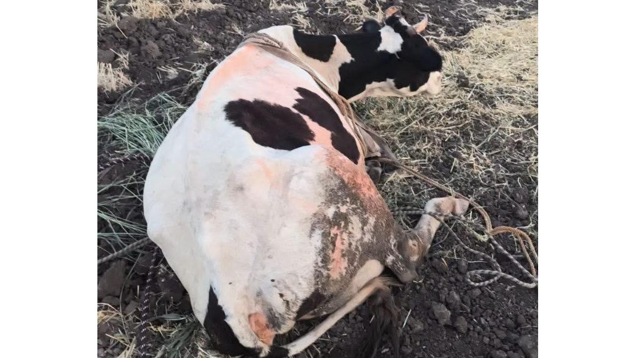 Reyhanlı’da bataklığa saplanan inek kurtarıldı