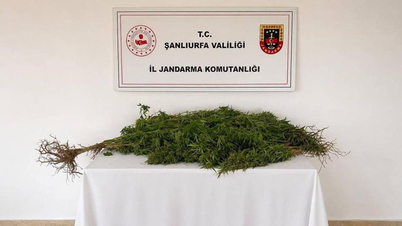Şanlıurfa'da jandarmadan kenevir operasyonu: 1 gözaltı
