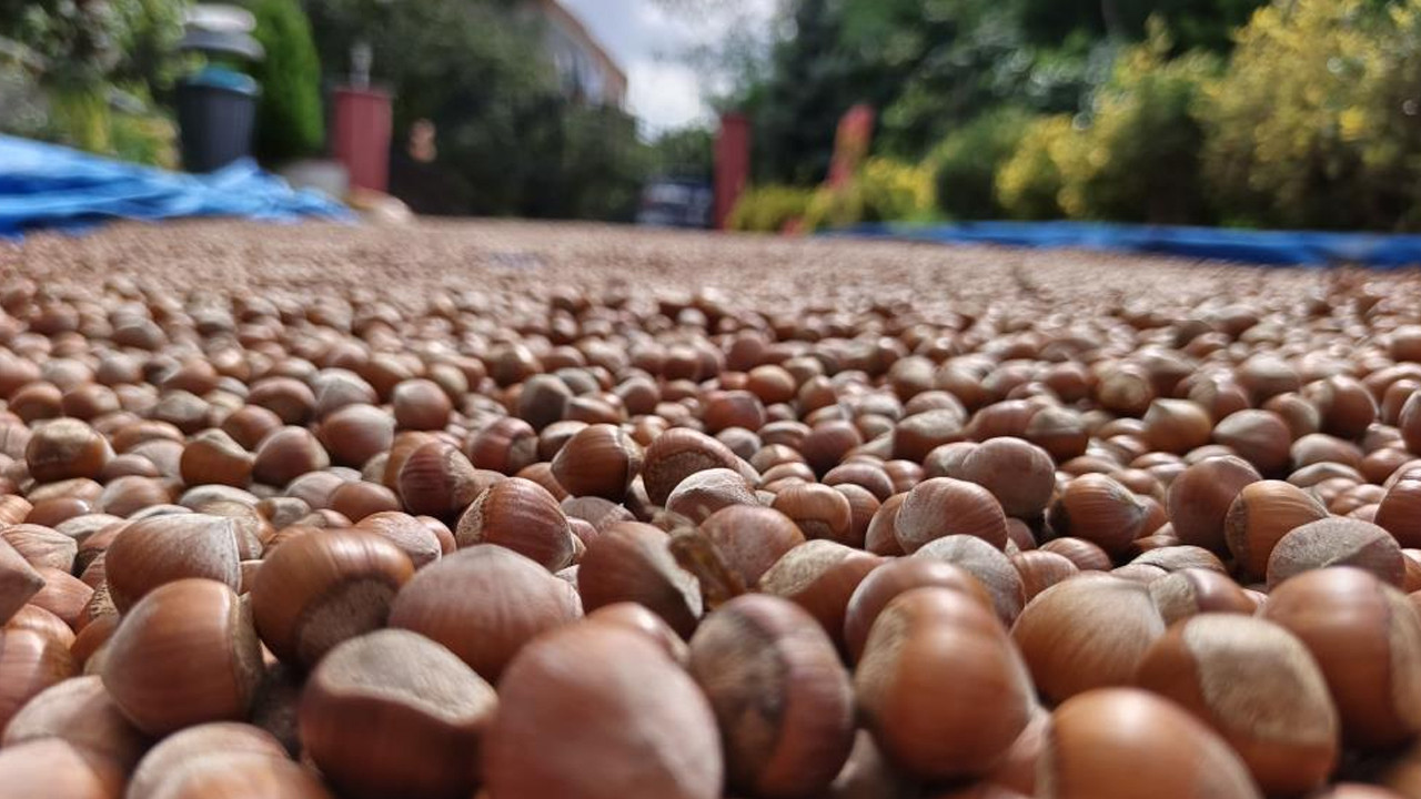 Ordu'da fındık üreticilerinin zorlu kurutma mesaisi sürüyor