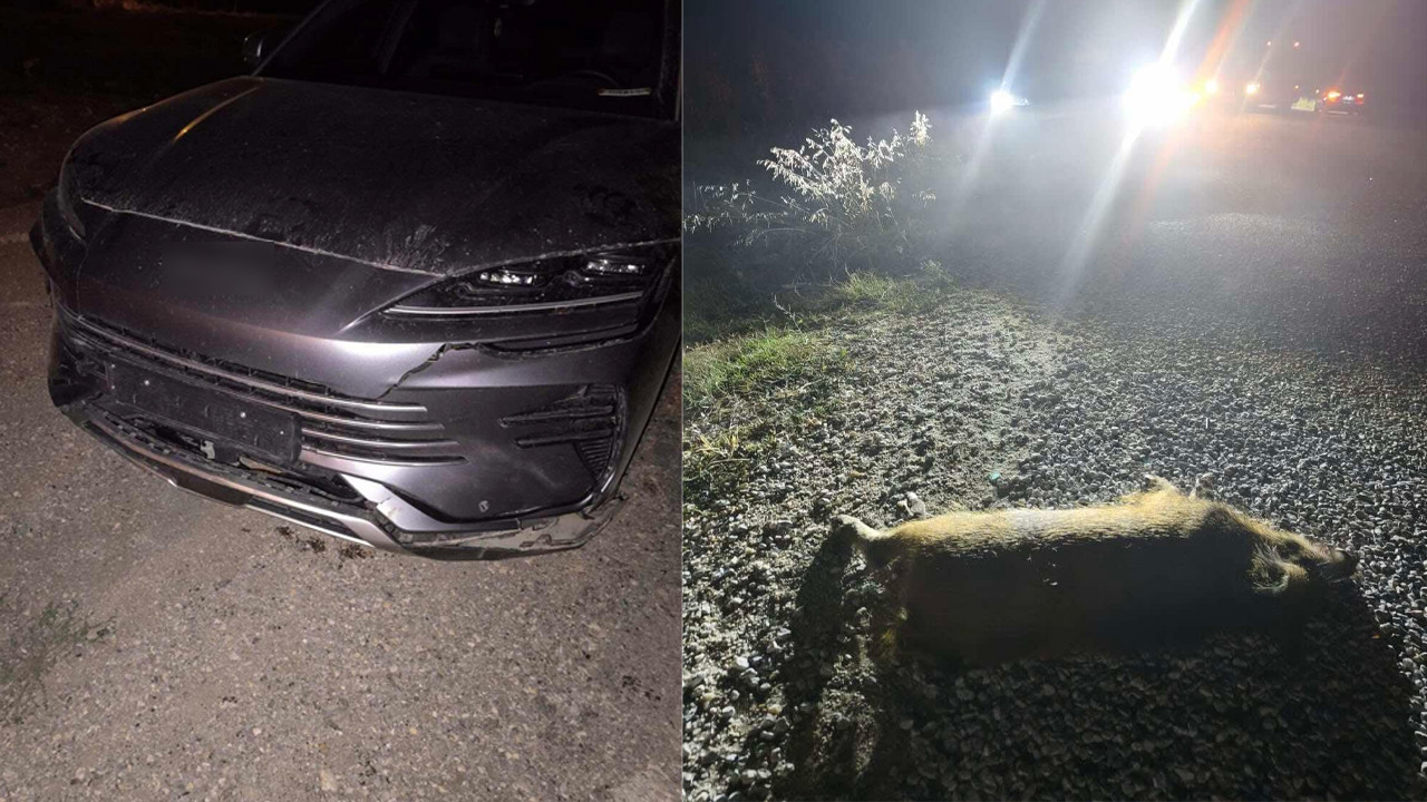 Otomobilinin önüne domuz sürüsü çıkan sürücü kazadan kaçamadı