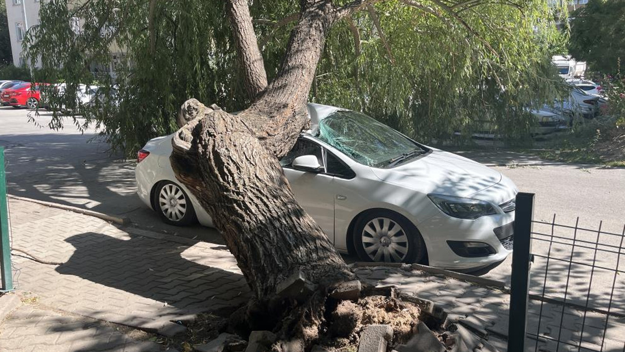 Araba park halindeyken üzerine ağaç düştü