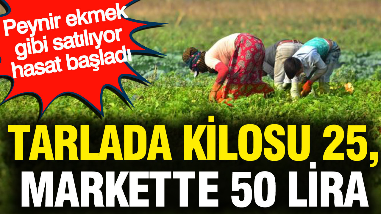 Tarlada kilosu 25, markette 50 lira: Peynir ekmek gibi satılıyor hasat başladı