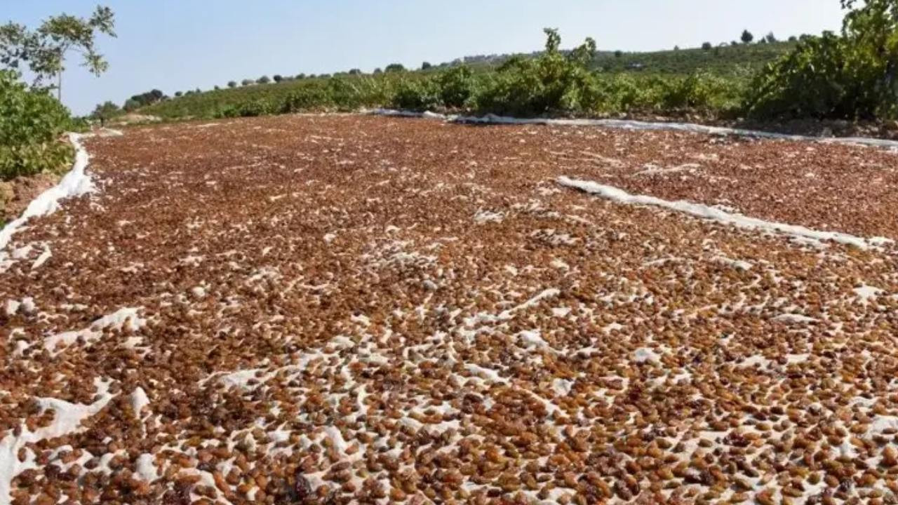 Türkiye’nin gözde ürününde tehlike çanları: Yurt dışı istiyor, üretici dertli