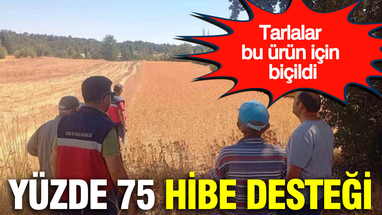 Yüzde 75 hibe desteği: Tarlalar bu ürün için biçildi