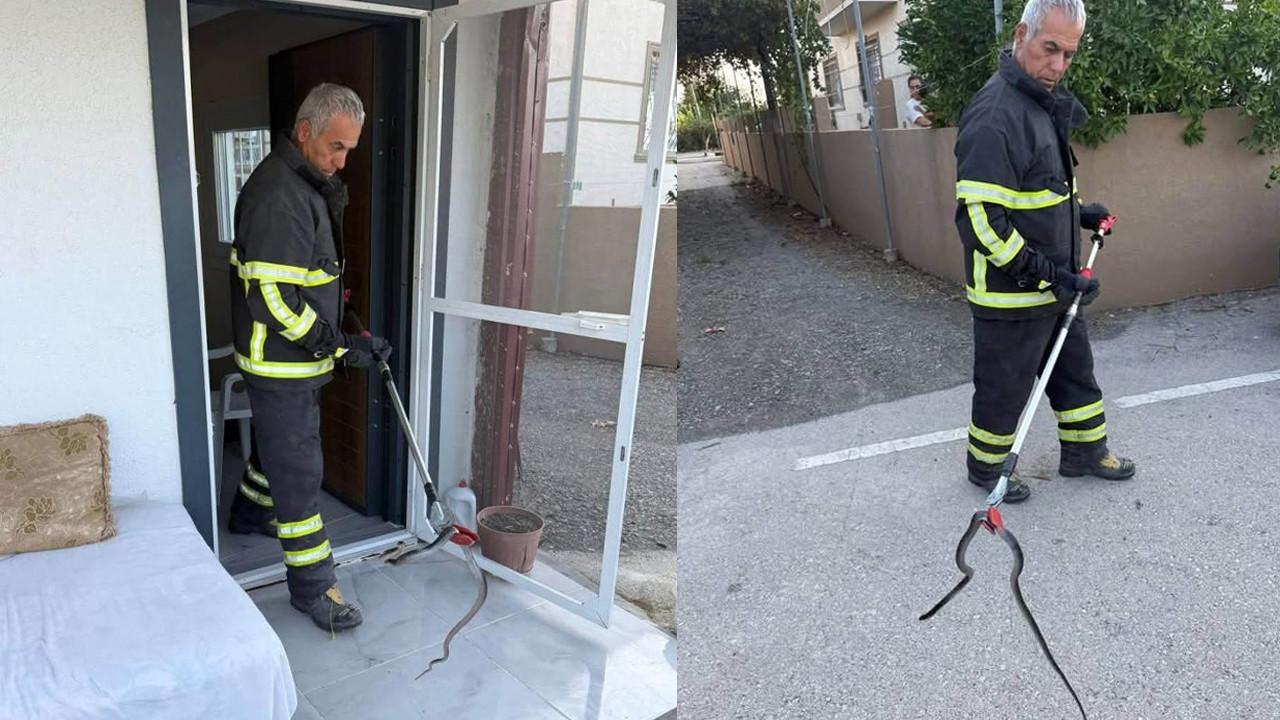 Hatay Arsuz'da evde görülen yılan doğal yaşamına salındı