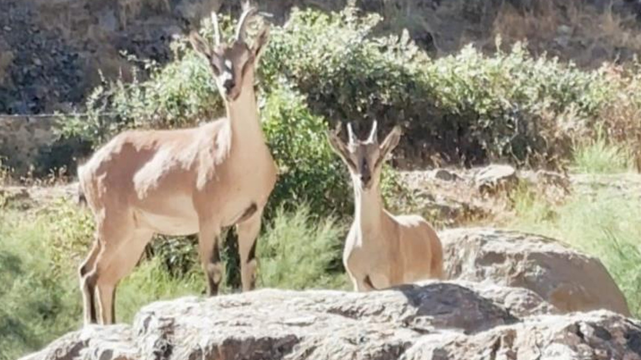 Elazığ Arıcak’taki dağ keçileri görüntülendi