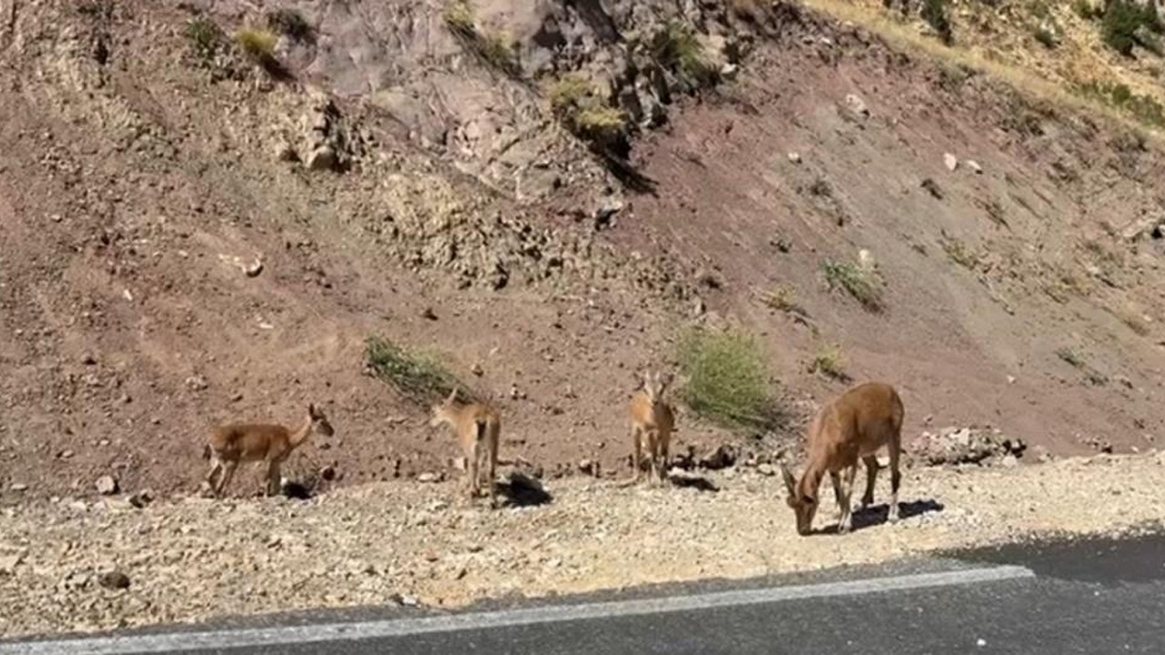 Tunceli-Hozat karayolunda yaklaşık 40 dağ keçisi görüntülendi