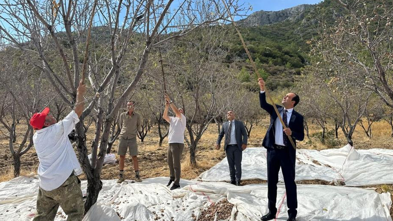 Datça’da badem hasadı sürüyor: 13 bin 300 dekarlık alanda üretim