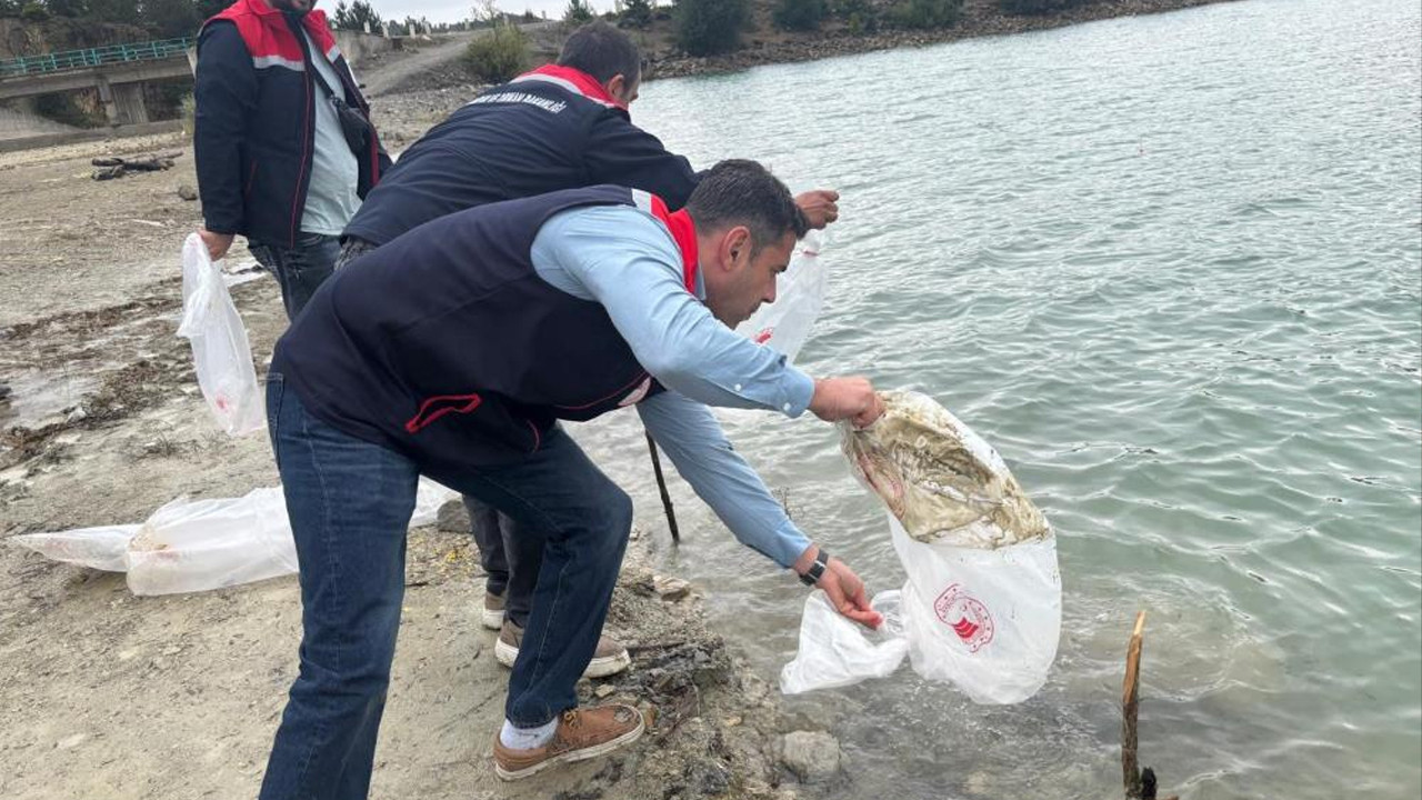 Havza'da 6 gölete yaklaşık 110 bin sazan yavrusu salındı
