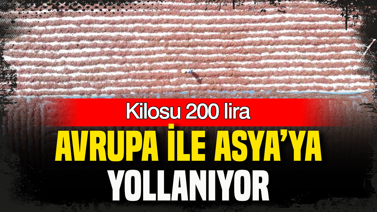 Kilosu 200 lira: Avrupa ve Asya’ya yolluyorlar