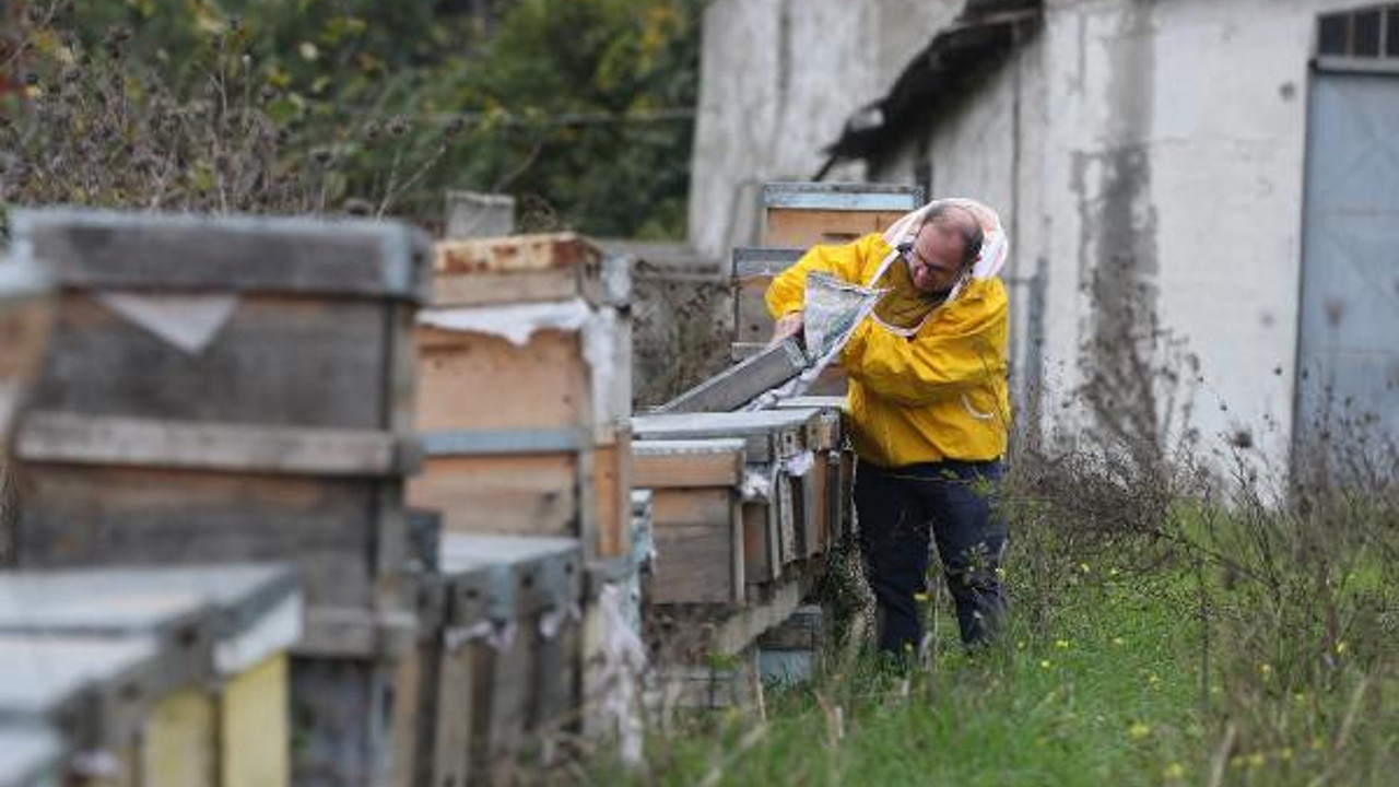 Die Bienen sterben eins nach dem anderen. Die Honigproduktion ist von 106 Tonnen auf 60 Tonnen gefallen