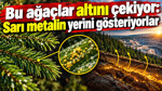 Bu ağaçlar altını çekiyor: Sarı metalin yerini gösteriyorlar