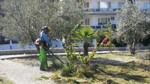 Kuşadası'nda park ve yeşil alanlara bakım