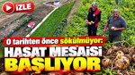 Türkiye'nin en son patates hasadı başlıyor: Rekor rekolte bekleniyor