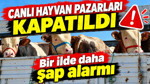 Kastamonu’da şap alarmı: Canlı hayvan pazarları kapatıldı