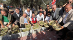 Bin yıllık zeytin ağacında hasat: Yağı anında tadıldı
