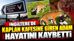 İngiltere'de kaplan kafesine giren adam hayatını kaybetti