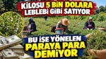 Kilosu 5 bin dolara leblebi gibi satıyor: Bu hasadı yapan paraya para demiyor