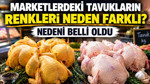 Marketlerdeki tavukların renkleri neden farklı? Nedeni belli oldu