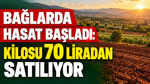 Bağlarda hasat başladı: Kilosu 70 liradan satılıyor