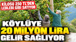Kilosu 250 TL'den leblebi gibi satıyor: Köylüye 20 milyon lira gelir sağlıyor